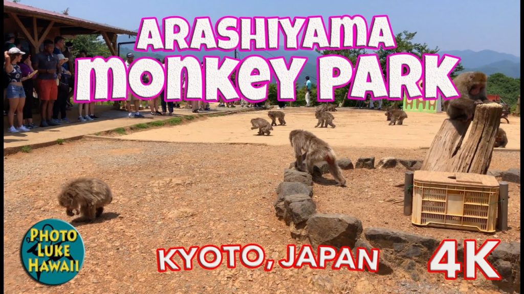 Arashiyama Monkey Park Iwatayama Kyoto Japan Arashiyama Monkey Park Iwatayama Kyoto Japan
