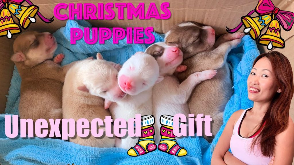 Christmas Puppies. Cutest Puppies in the World. Celebrating Christmas in the Philippines. Christmas Puppies. Cutest Puppies in the World. Celebrating Christmas in the Philippines.