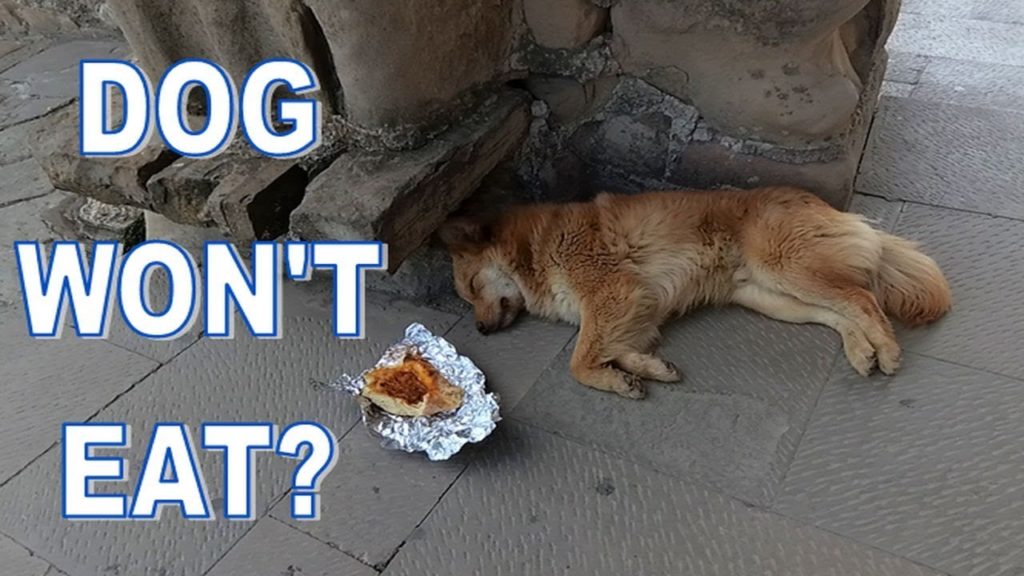 How one dog won't eat worst food | Wolf Killer Caucasian Dogs Fighting