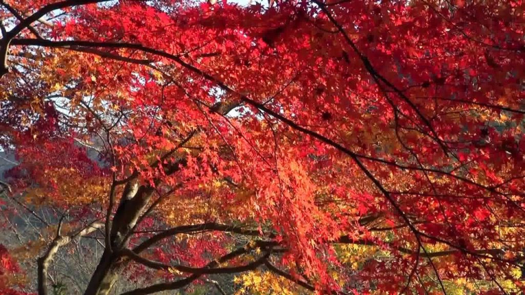 京都･宇治 紅葉 宇治川右岸に沿って Along Uji River in autumn, Kyoto(2013-12)