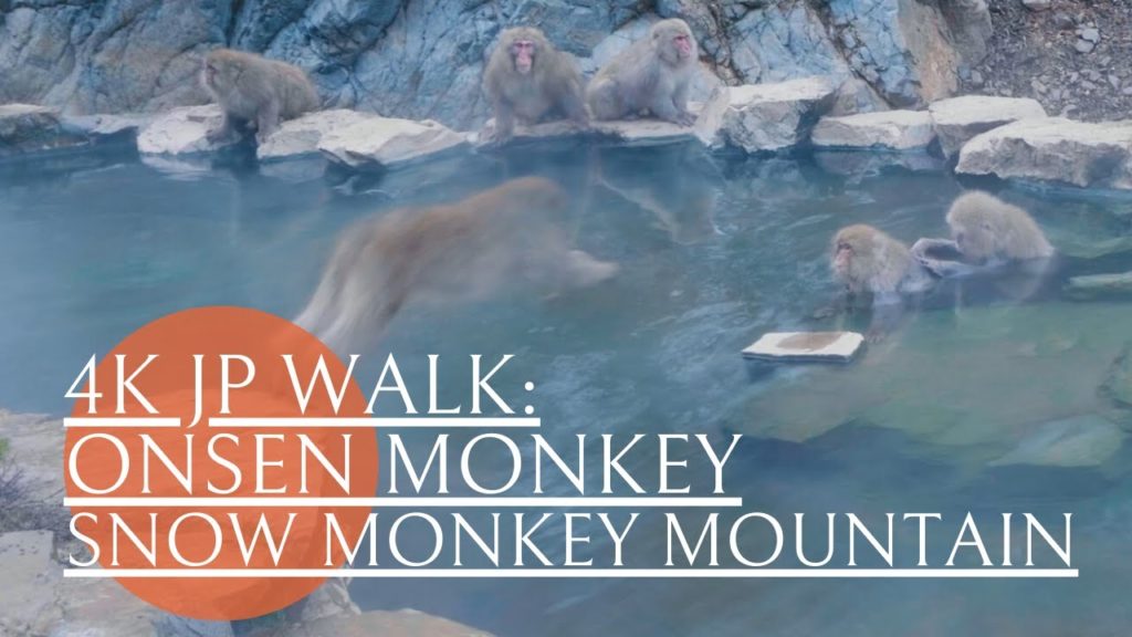 【4K walk】温泉に入るサル　地獄谷野猿公苑