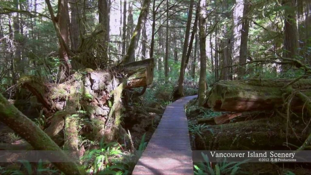 Rainforest, Vancouver Island CANADA バンクーバー島 Rainforest, Vancouver Island CANADA バンクーバー島