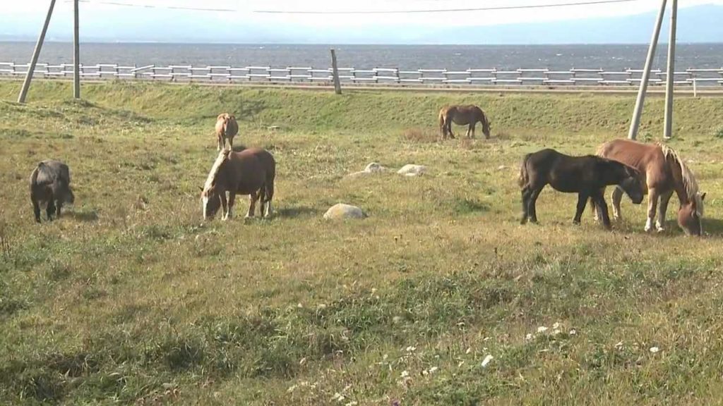 Aomori Adventures - Wild Horses