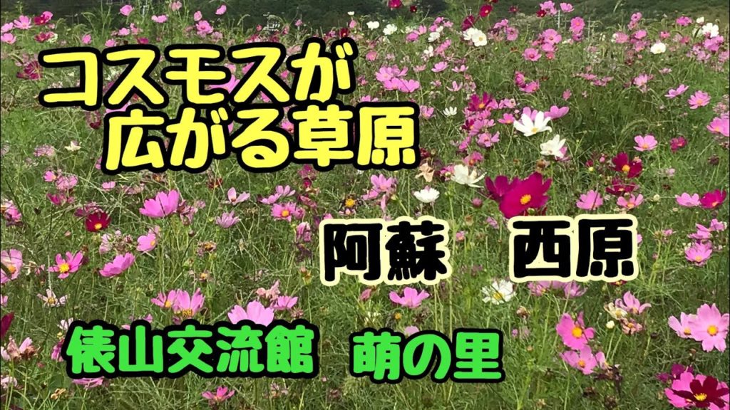 コスモス畑に誘われて 阿蘇西原 俵山交流館 萌の里 コスモス畑に誘われて 阿蘇西原 俵山交流館 萌の里