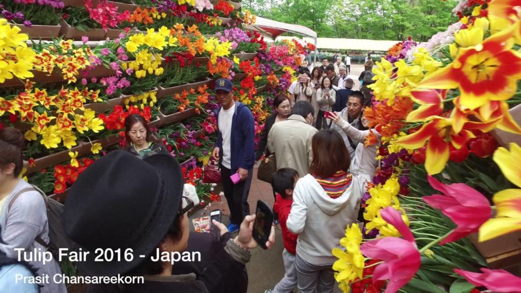 Tulip Fair in Japan 2016
