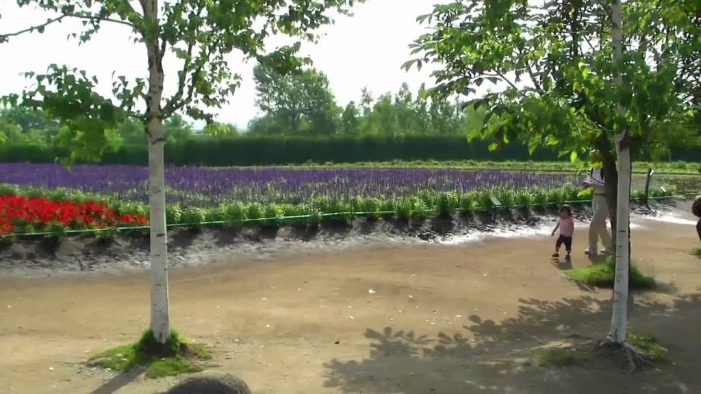 ファーム富田 @北海道中富良野町 Farm Tomita in Nakafurano Hokkaido