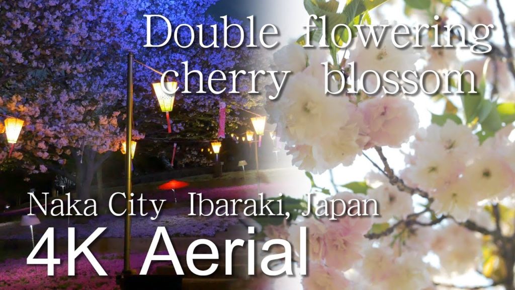 Double flowering cherry blossom［4K］Shizumine Furusato Park,Naka City｜VISIT IBARAKI, JAPAN