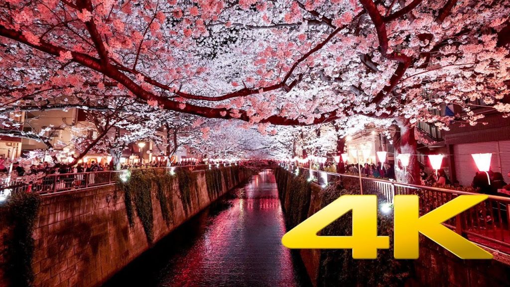Nakameguro Cherry Blossom by Night - Tokyo - 中目黒のさくら - 4K Ultra HD