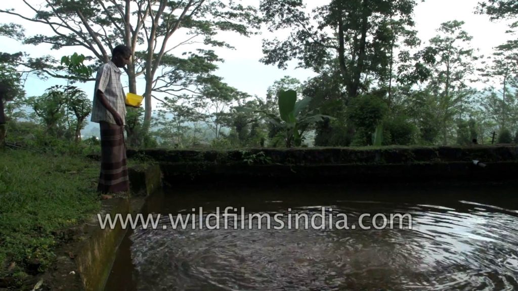 Fish farming or pisciculture in Sri Lanka Fish farming or pisciculture in Sri Lanka