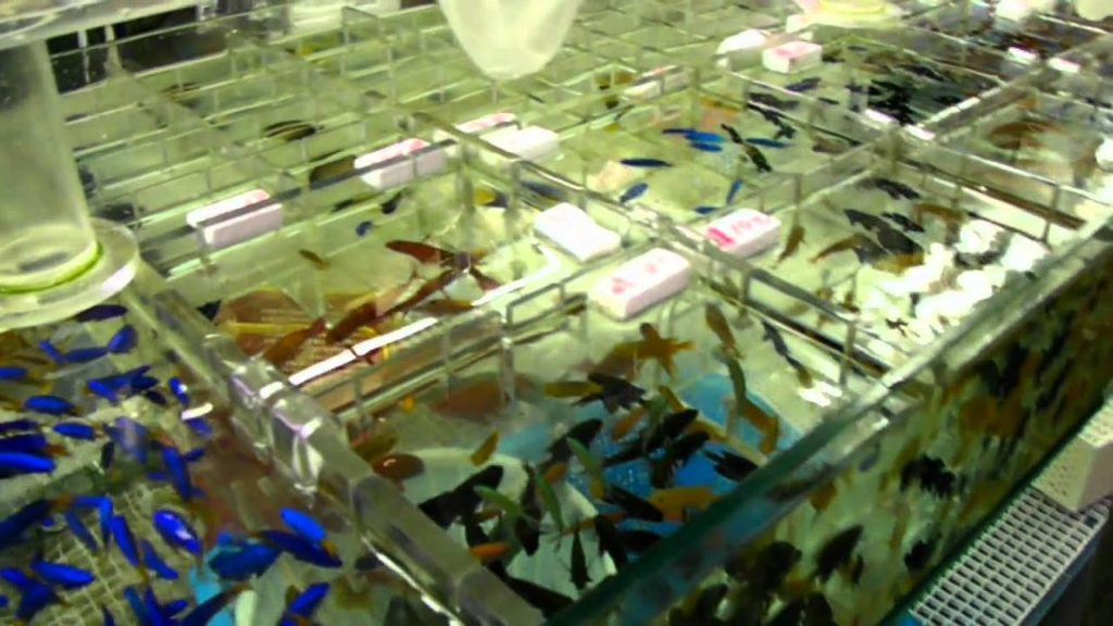 HD Goldfish Market in Hong Kong Tung Choi Street 香港 Part 2