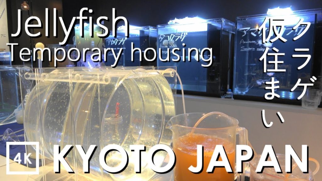 【4K】Jellyfish at Kyoto Aquarium - クラゲ京都水族館 | Japan walking guide