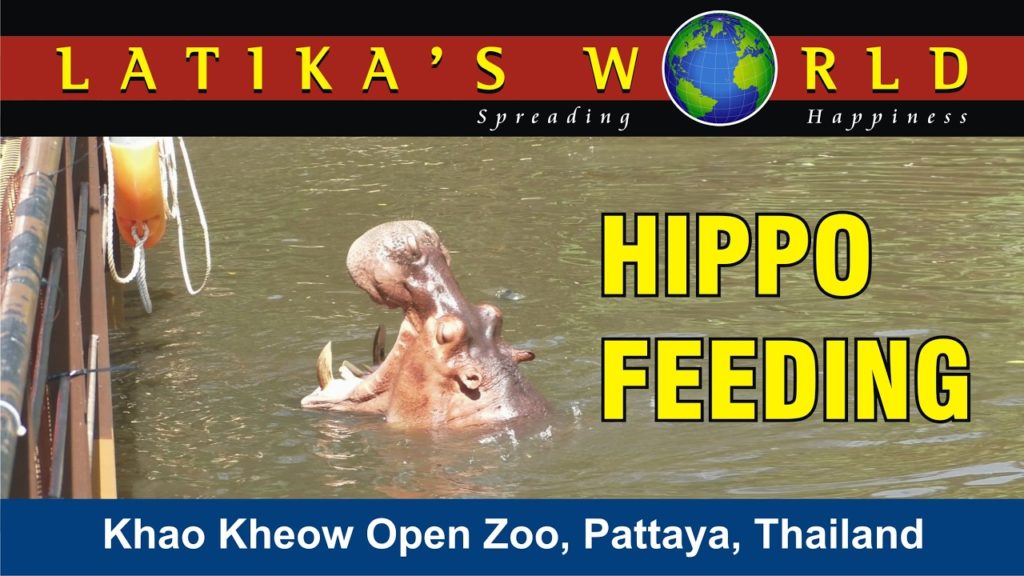 HIPPO FEEDING, KHAO KHEOW OPEN ZOO, PATTAYA, THAILAND, LATIKAS WORLD