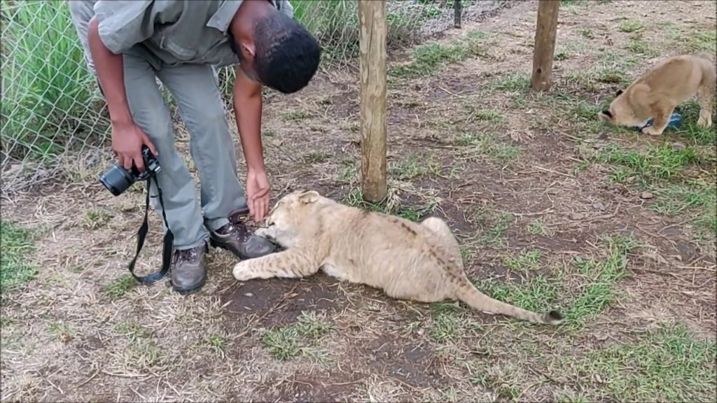 Playing with Lion Cubs at Lion & Safari Park Johannesburg, South Africa | Cuddle the Lion Cubs Playing with Lion Cubs at Lion & Safari Park Johannesburg, South Africa | Cuddle the Lion Cubs