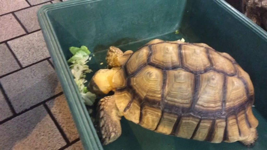 Hiroshima restaurant pet tortoises