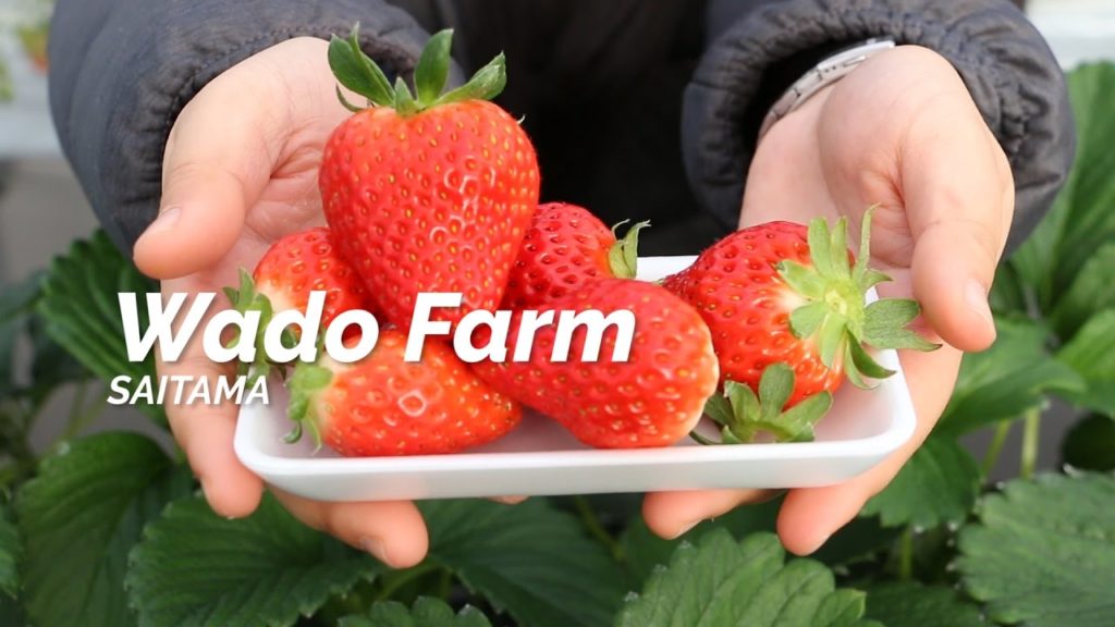 Wado Farm, Saitama | One Minute Japan Travel Guide
