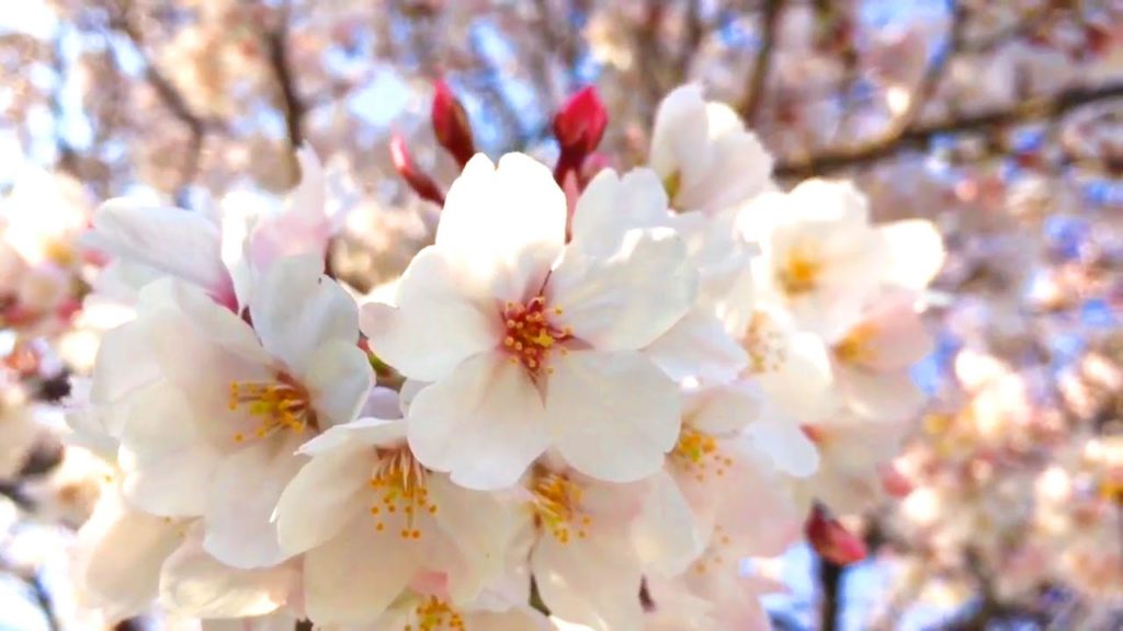 My Japan Trip, March 2019