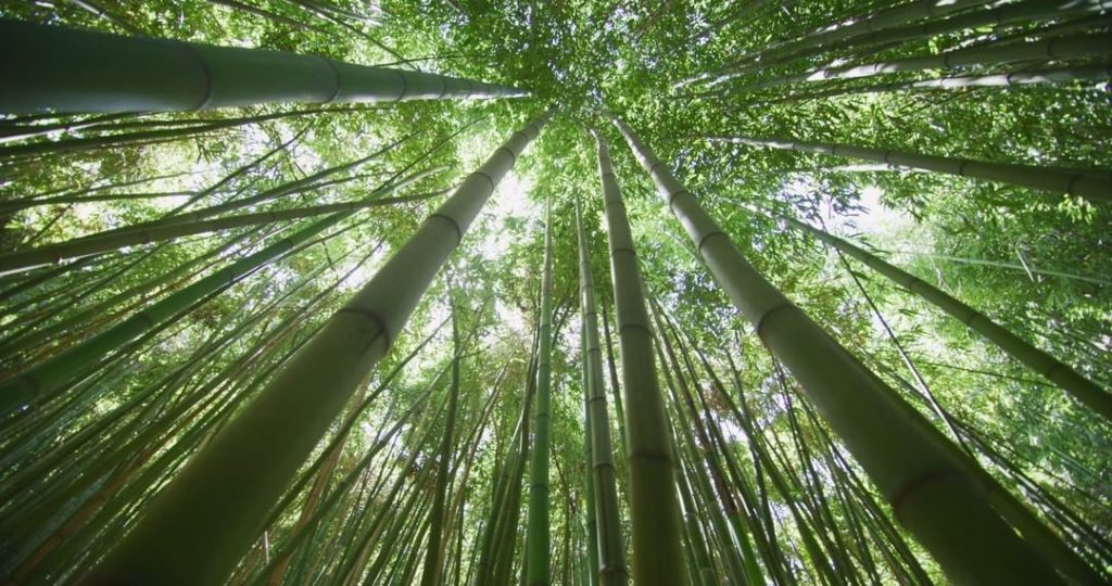 Visit Japan: The Arashiyama Bamboo Grove is one of Kyoto’s most photographed and recognizable… The Arashiyama Bamboo Grove is one of Kyoto's most photographed and recognizable...