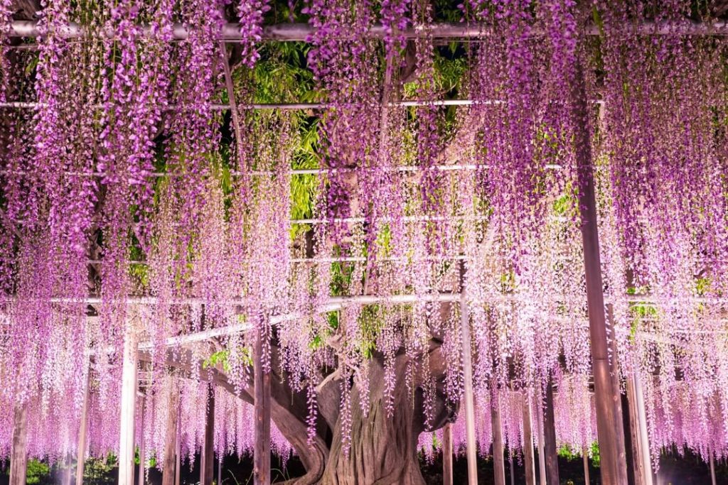 Visit Japan: From mid-April to mid-May, Ashikaga Flower Park in Tochigi Prefecture is a visio… From mid-April to mid-May, Ashikaga Flower Park in Tochigi Prefecture is a visio...