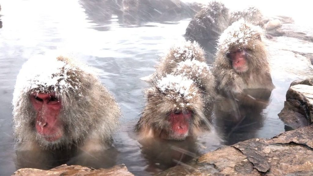 Visit Japan: Located in a quiet valley near Nagano City, Jigokudani Snow Monkey Park is one o… Located in a quiet valley near Nagano City, Jigokudani Snow Monkey Park is one o...