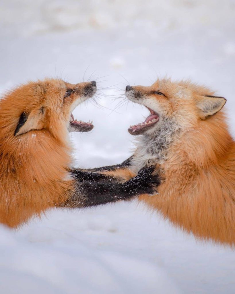 What does the fox say?  We'd love to hear your ideas on a fun caption for this o...