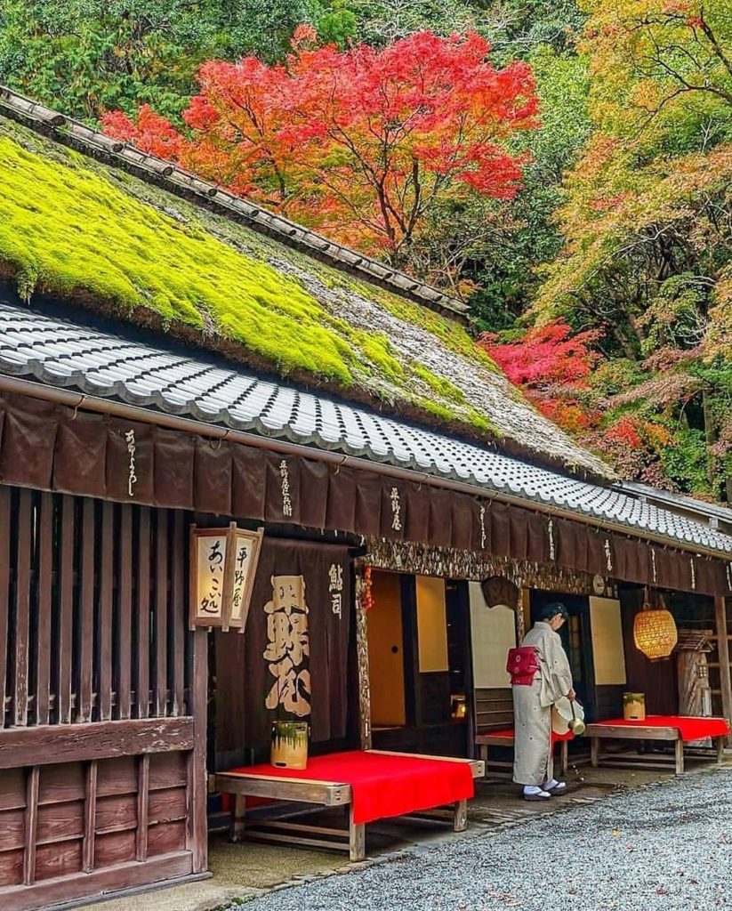 Soaking up what's left of autumn while we can! Anyone else love the look of moss...