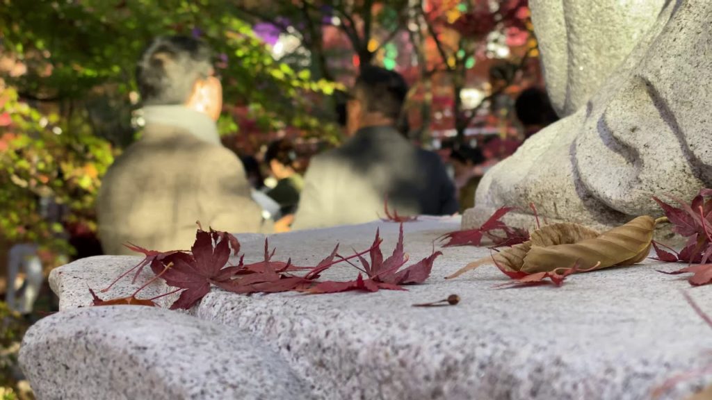 Japan Autumn Nature Kyoto 4K