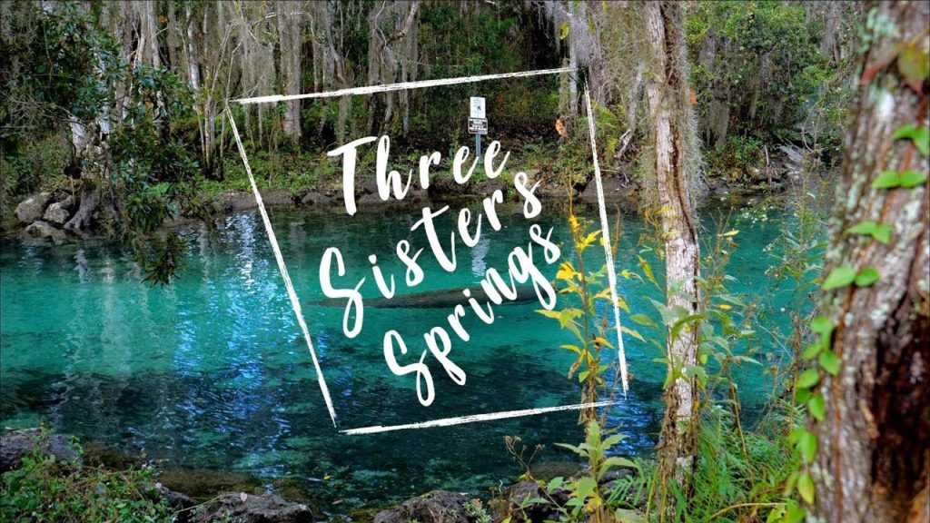 Manatees At Three Sisters Springs, Crystal River, Florida | 4K Footage