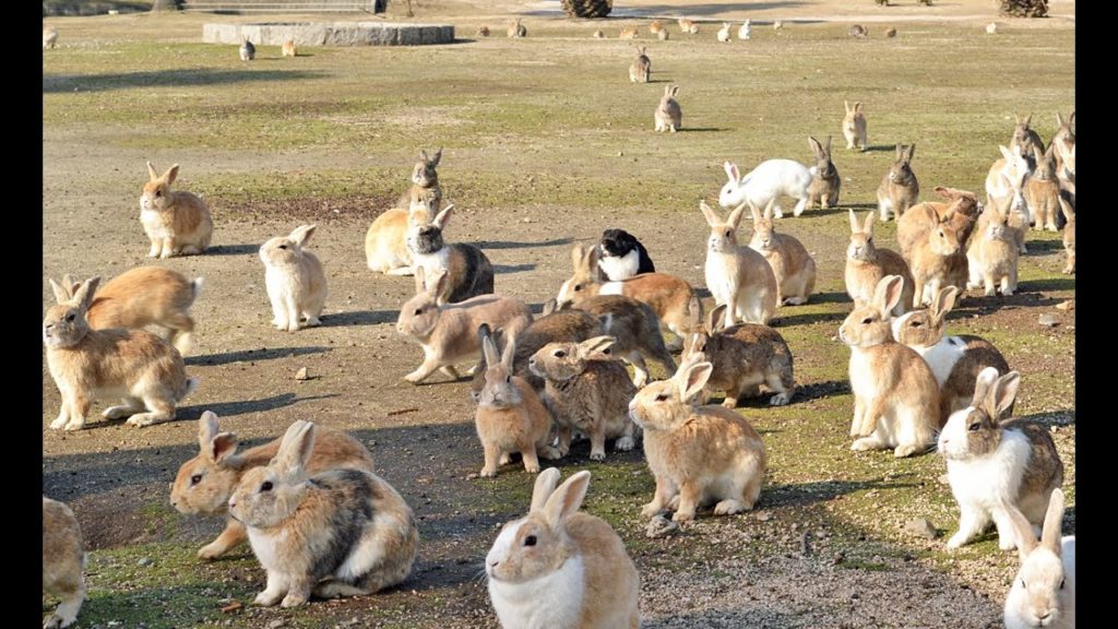Hiroshima Rabbit Island (Japan Day 13)