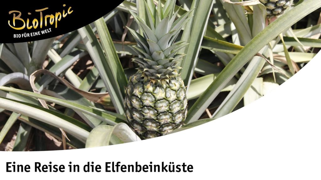 BioTropic: Eine Reise in die Elfenbeinküste (2018)