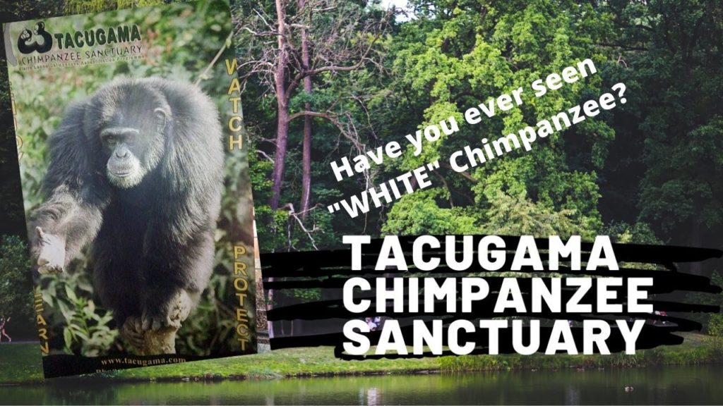 Tacugama Chimpanzee Sanctuary | Freetown