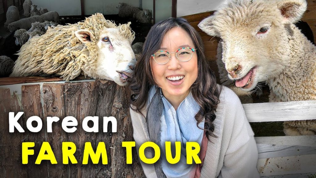 KOREAN FARM TOUR 🐷 Sheep, Goats, Horses, Pigs, Chicken 🐔 Jeju Island, Day 6