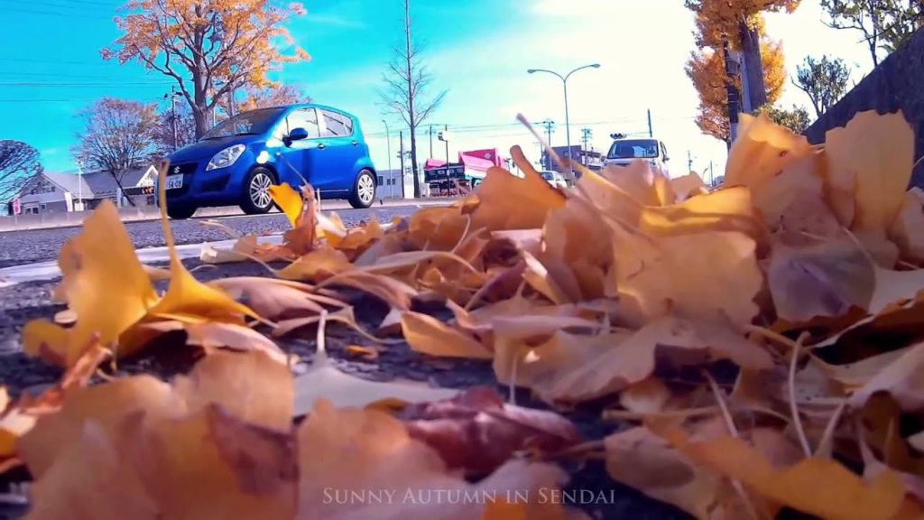 809. Sunny Autumn in Sendai