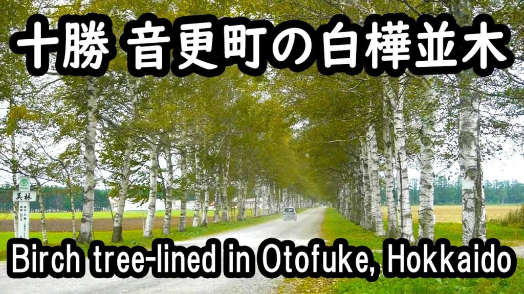 【 車載動画 】北海道音更町の白樺並木 Birch tree-lined in Otofuke,Hokkaido.