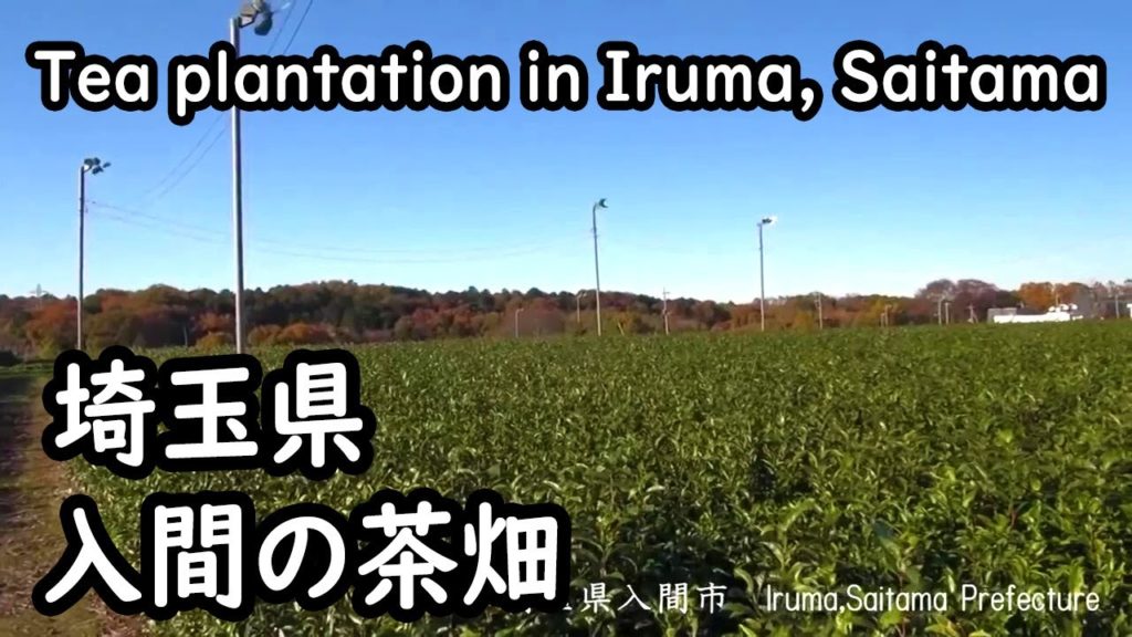 埼玉県入間市の茶畑　Tea plantation in Iruma,Saitama Prefecture