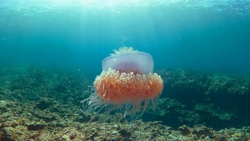 【360°VR】沖縄の海でクラゲをVR撮影  jellyfish Okinawa underwater VR360