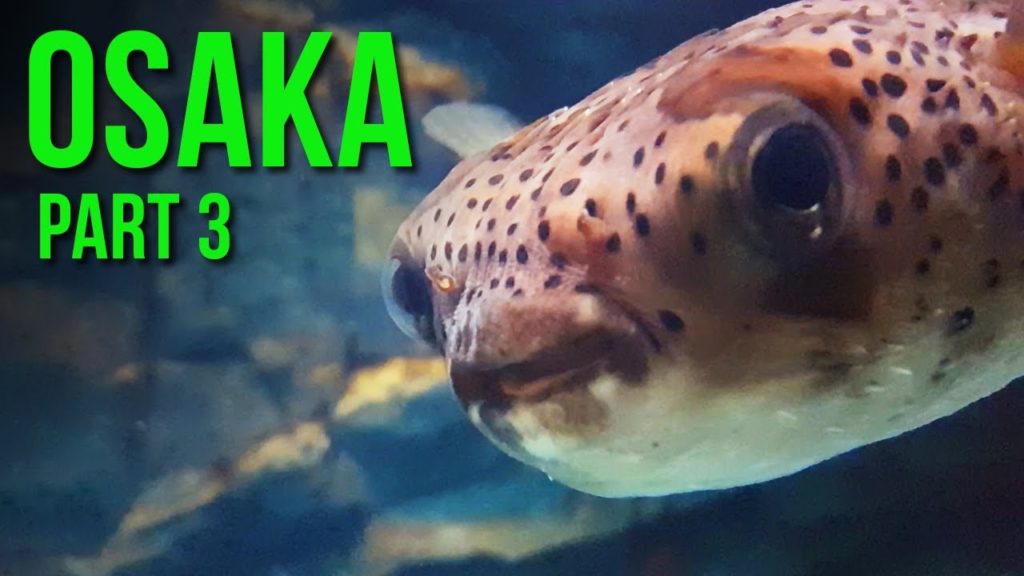 Osaka Aquarium: Watch, Touch And Eat fishes (Osaka Trip Part 3)
