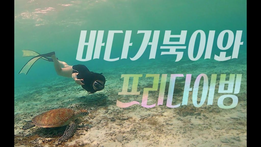 거북이랑 수영해봤나? 오키나와 자마미섬 프리다이빙 (Okinawa Zamami Island Freediving)