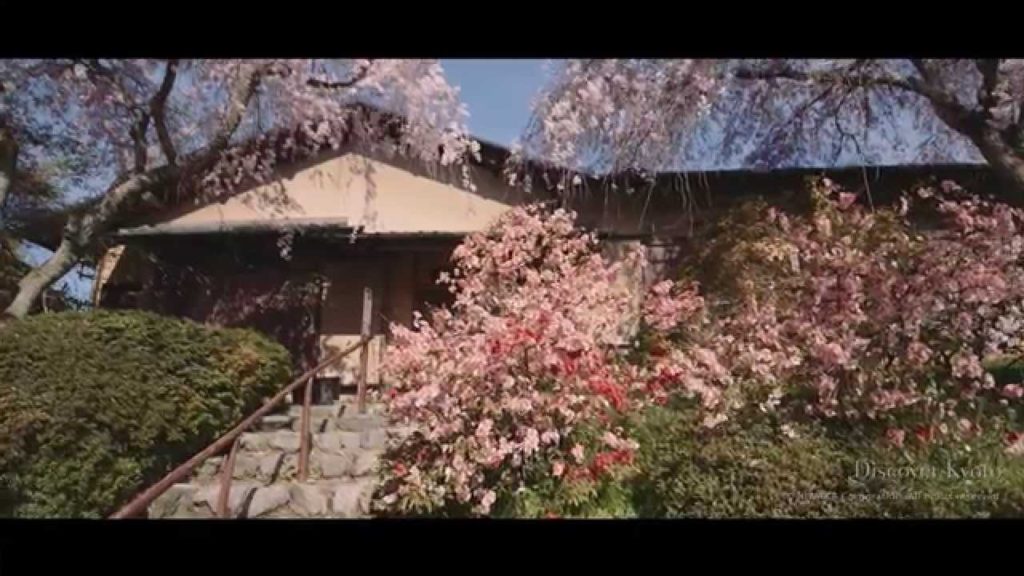 Cherry Blossoms in Haradani-en Garden - Kyoto HD