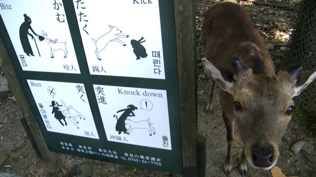 [Podróże] Japonia | Nara | 2014 | Daniel