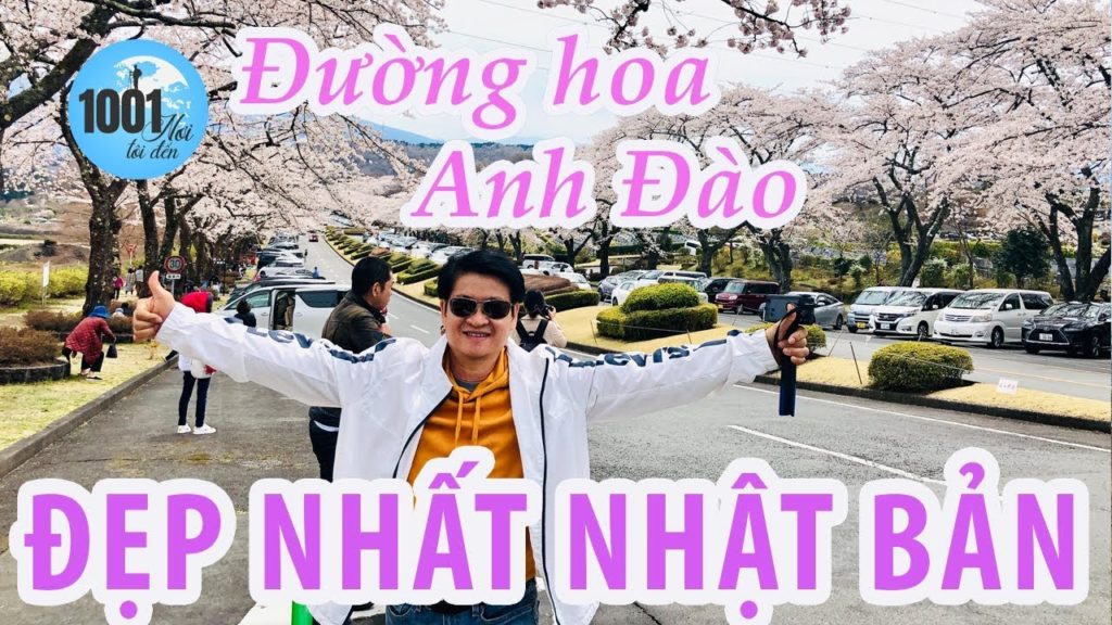 Lộ diện con đường hoa anh đào đẹp tựa thiên đường ở Nhật Bản