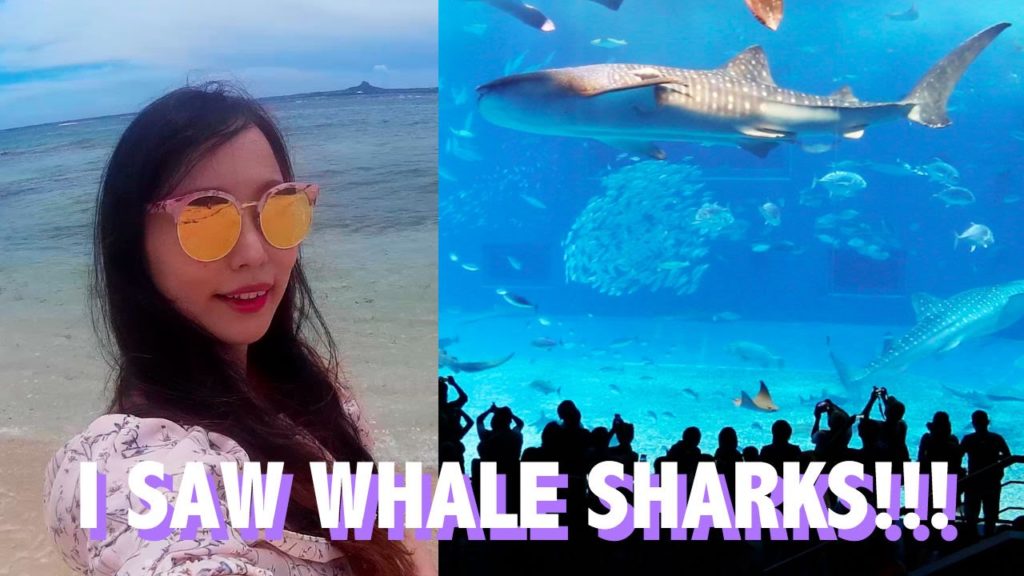 오키나와 여행 고래상어를 봤어요 (추라우미 수족관)I SAW WHALE SHARKS!!! | OKINAWA 오키나와 여행 고래상어를 봤어요 (추라우미 수족관)I SAW WHALE SHARKS!!! | OKINAWA