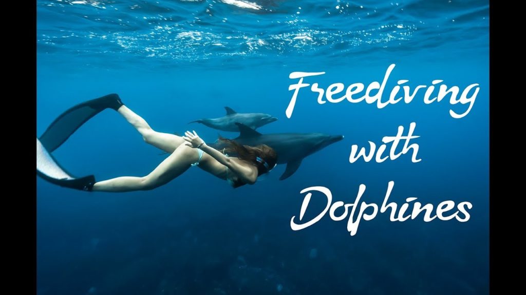 돌고래와 함께 프리다이빙! [Freediving with Dolphines]