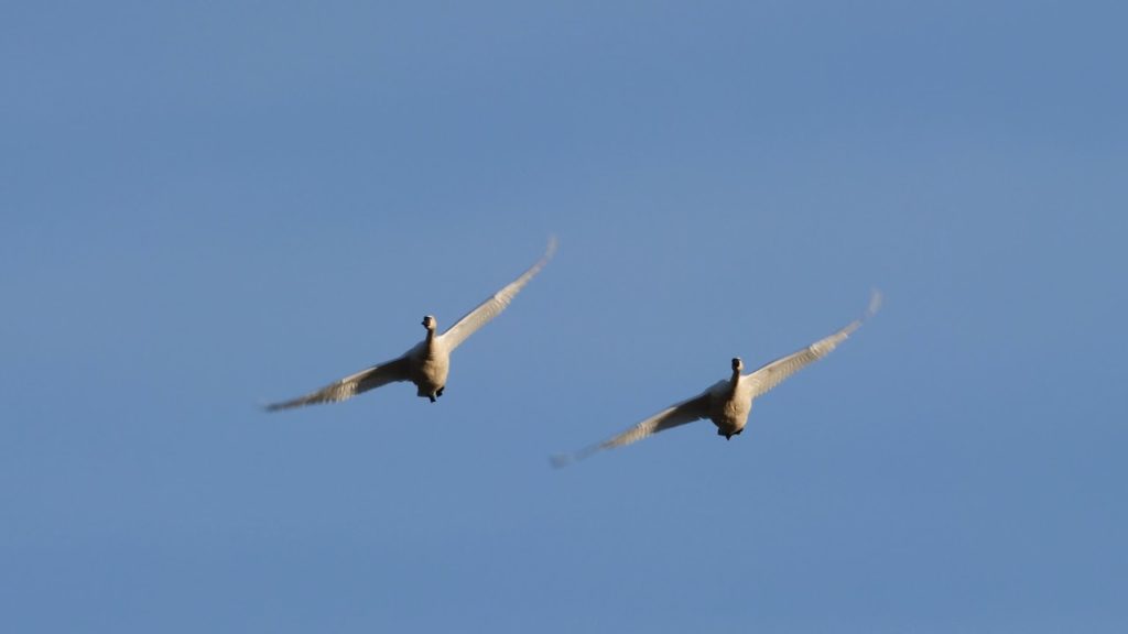 Skagit Valley Winter Morning shot with the Panasonic G9 in 4K 60P