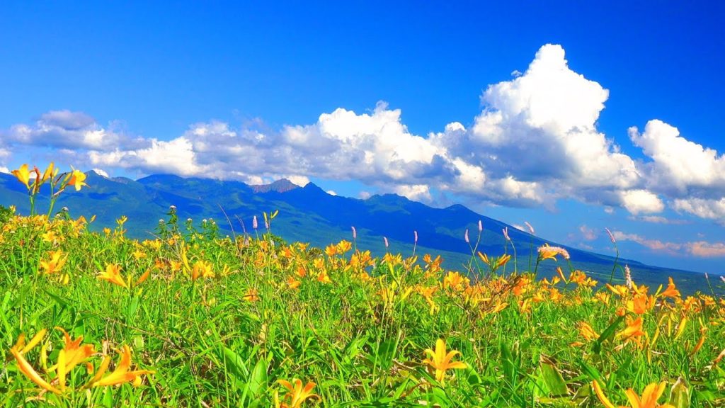4K Japan 絶景 癒し 自然風景映像 夏の霧ヶ峰高原 ニッコウキスゲと八ヶ岳  Summer of Kirigamine plateau Day lily and Yatsugatake