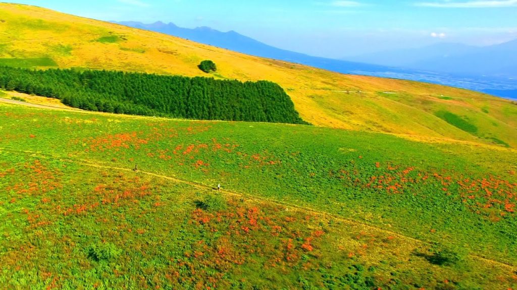Drone Japan 4K ドローン 空撮自然風景映像 初夏の霧ヶ峰高原 レンゲツツジ 空中遊覧1 Summer of Kirigamine plateau aerial Cruise Part1