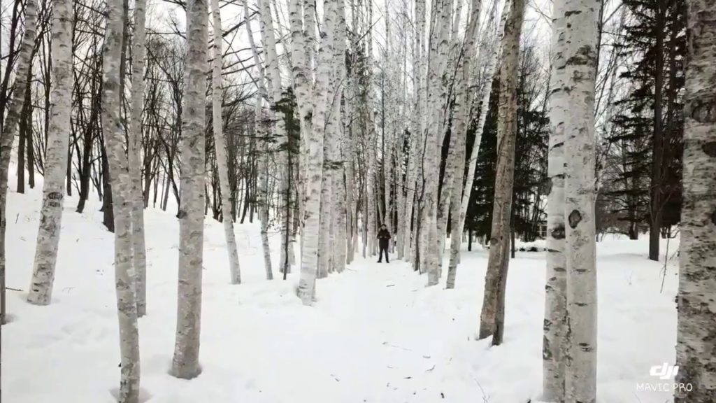 삿포로 비에이 탁신관 자작나무숲 드론 촬영(Sapporo a grove of birch trees) 삿포로 비에이 탁신관 자작나무숲 드론 촬영(Sapporo a grove of birch trees)
