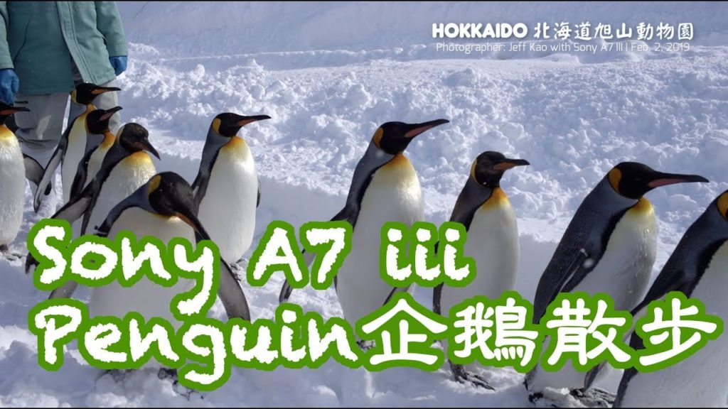 EP1 - Sony A7 III 拍Japan Hokkaido日本北海道冬季旅遊-Asahiyama Zoo旭山動物園企鵝散步penguin》白鬚瀑布》美瑛青池【玲玲微電影 SmileVlog】