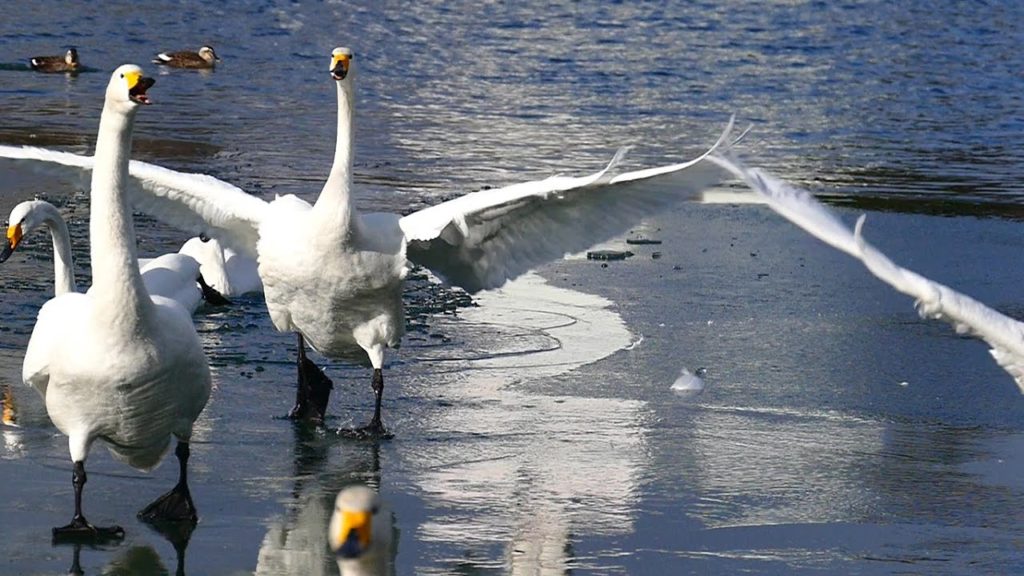 盛岡市 高松の池 白鳥と氷 編  | 岩手･盛岡観光動画