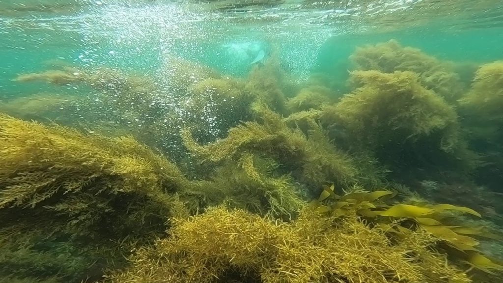 伊豆 日本 ダイビング トリップ 海の森 / Izu Japan Daiving Trip Ocean Forest