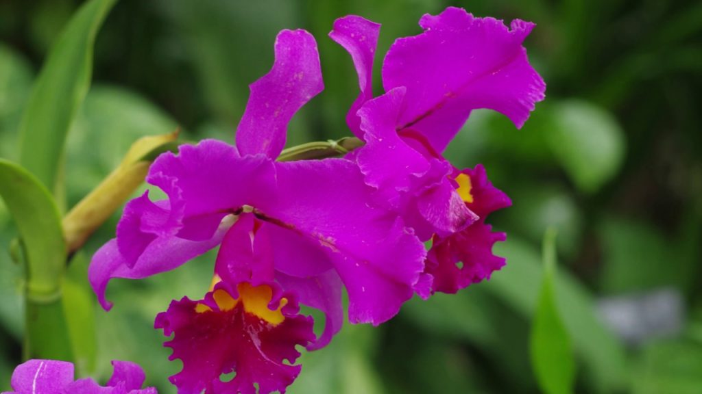 【大阪　Osaka 】鶴見緑地公園　咲くやこの花館　osmo pocket & LumaFusion